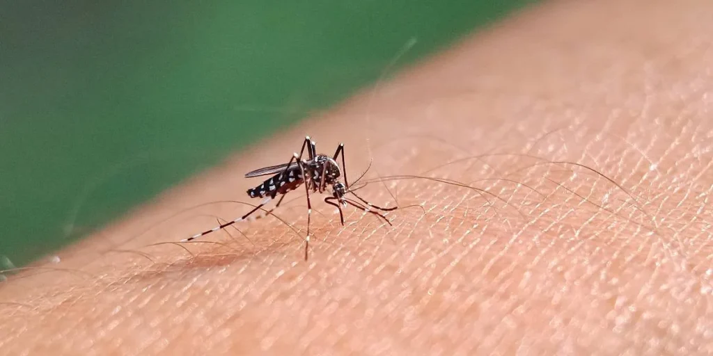 Brasil ultrapassa meio milhão de casos prováveis de dengue brasil-ultrapassa-meio-milhao-de-casos-provaveis-de-dengue